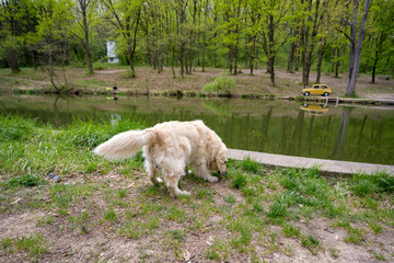 Labrador retriever playing alongside a beautiful lake