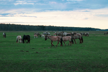 Wild horses walk in a meadow near the forest