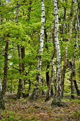 Fototapeta premium Wiosna, nowe i świeże zielone liście brzozy