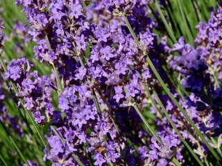 Purple lavender flowers