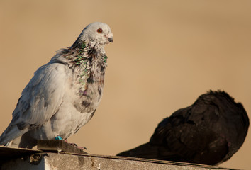 Domestic pigeons Columba livia domestica. Male to the left and female to the right. Las Palmas de Gran Canaria. Gran Canaria. Canary Islands. Spain.