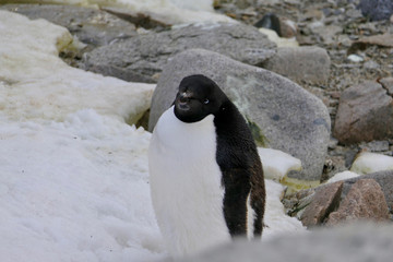 Obraz premium Adelie penguin in Antarctica sitting on snow, Antarctica