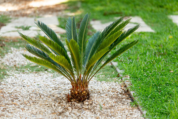 Little palm tree on a background of green grass