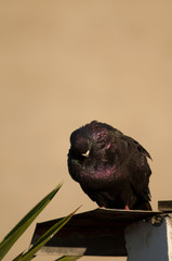 Female domestic pigeon (Columba livia domestica) preening. Schamann. Las Palmas de Gran Canaria. Gran Canaria. Canary Islands. Spain.