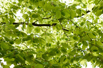 Fototapeta na wymiar Springtime, new and fresh green leaves of beech trees