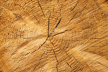 A cut of the trunk of an old pine tree closeup. Annual rings and cracks.