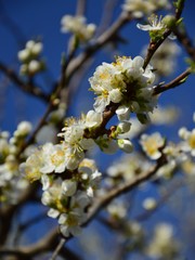 blooming apple tree, spring