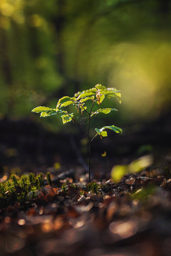 Ein kleiner Setzling im Wald