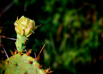 Close up of blooming cactus. Texas wild flowers: yellow cactus flower on blur background.