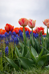 orange and white tulips