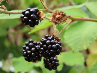 Ripe blackberries close up