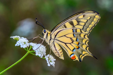 Closeup beautiful butterfly sitting on the flower.

