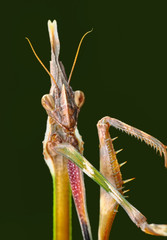 Close up of pair of Beautiful European mantis ( Mantis religiosa )