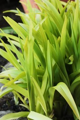 Beautiful green plant in the garden view