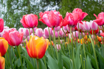 pink and orange tulips