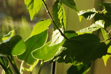 Green leaves plants in the sun macro