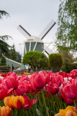 pink tulips and a windmill