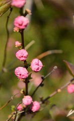 blooming tree, spring
