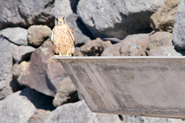 Little falcon