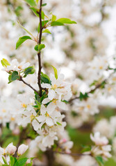 Blooming apple tree branches in spring garden. Close up for white apple flower buds on a branch. Springtime concept, floral background