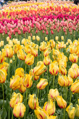 yellow and pink tulips