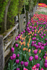 purple tulips along a fence