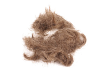 Brown male hairs isolated on the white