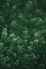 Flowers of Shepherd's purse or Capsella bursa pastoris. Green meadow background or wallpaper.
