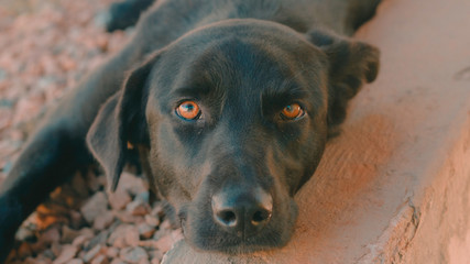 portrait of a black dog