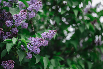 Branch of blossoming lilac in a spring garden.