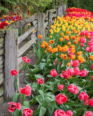 pink and orange tulips fence