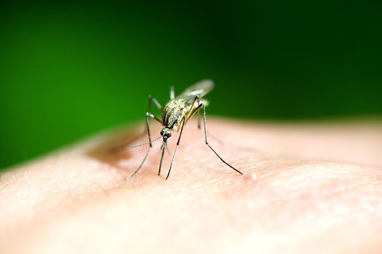 Moustique sur peau humain - sang piqure insecte