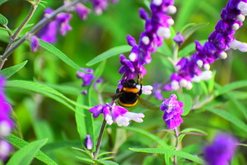 INSECT




VIDA SILVESTRE