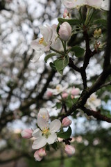 apple tree blossom