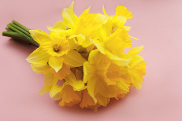 bouquet of yellow nartsys on a pink background
