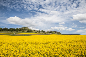 yellow rape field at Hohenkarpfen hill germany