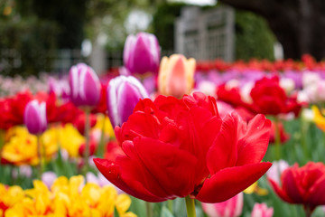 red and purple tulips