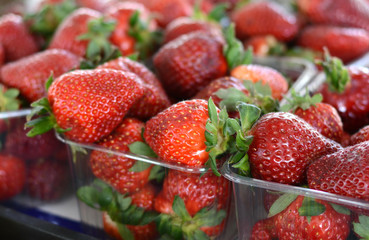 Strawberries Freshly Harvested. Fresh fruit, strawberry red. Strawberries background. Food background. Fresh organic berries macro. Fruit background.