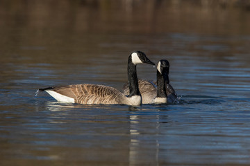 Canada goose (Branta canadensis) pair in spring