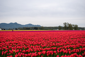 Fototapeta premium red tulips