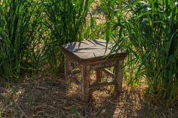 This is an old stool in a field of wheat.