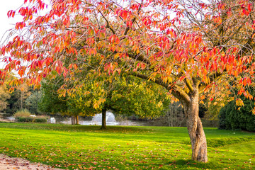 Fototapeta na wymiar Autumn Tree in UK