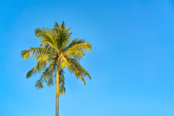Fototapeta premium One palm tree against the blue sky