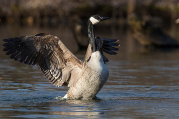 Canada goose (Branta canadensis) pair in spring