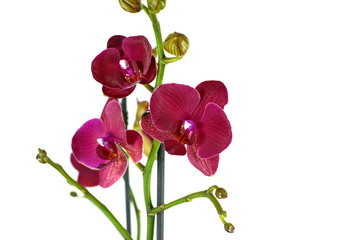 Obraz na płótnie Canvas beautiful Phalaenopsis orchid flowers, isolated on white background