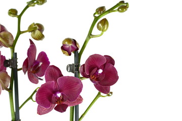 Naklejka na ściany i meble beautiful Phalaenopsis orchid flowers, isolated on white background