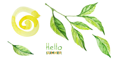 Set of green leaves, branch, sun spiral. Fresh Summer watercolor illustration. Isolated on white with inscription Hello Summer © Елена Кутузова