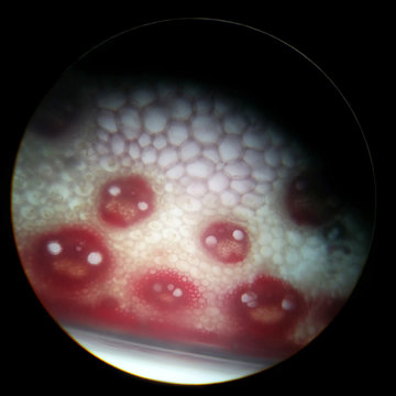 Closed collateral vascular bundle of plant stem under a microscope; colored by phloroglucinol, chloral hydrate, concentrated hydhochloric acid