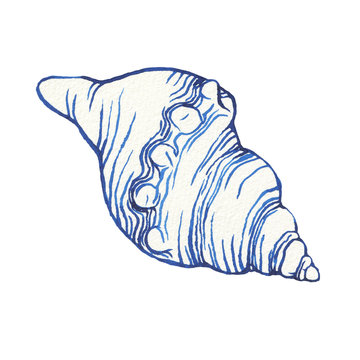 recommend clip art: Illustrations of underwater life objects - blue sea shell, marine design. Watercolor hand drawn painting illustration isolated on white background.