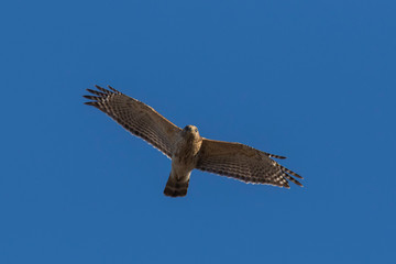 red-shouldered hawk in spring flying